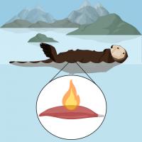 OtterBiorender