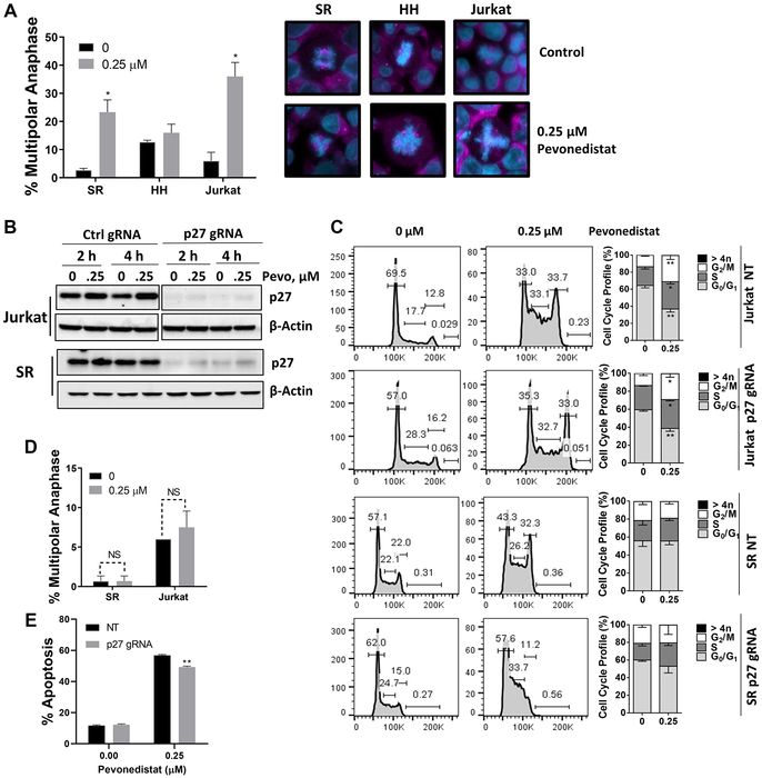 Figure 4: Malignant T-cells undergo anaphase catastrophe following NAE inhibition