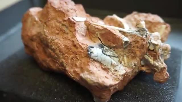 Dinosaur Evolution: Lumbering Giants Had Agile Ancestors