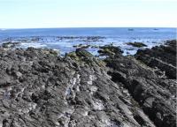 Baja Tidepools