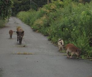 Hybrid Wild Boar with Domestic Pig Ancestry in Fukushima Evacuation Zone