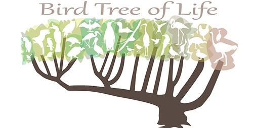 Bird Tree of Life