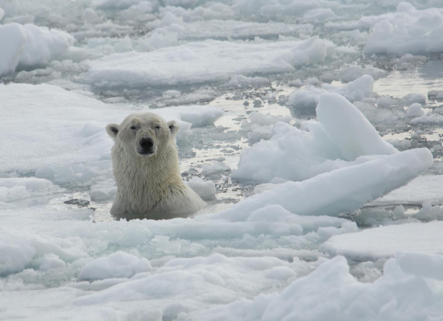 Polar Bear