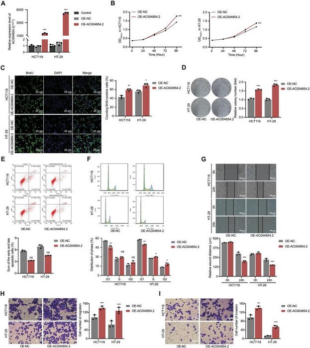 Up-regulation of AC004854.2 in HCT116 and HT-29 cells enhances proliferation, suppresses apoptosis and G1-phase arrest, and promotes invasion and metastasis.