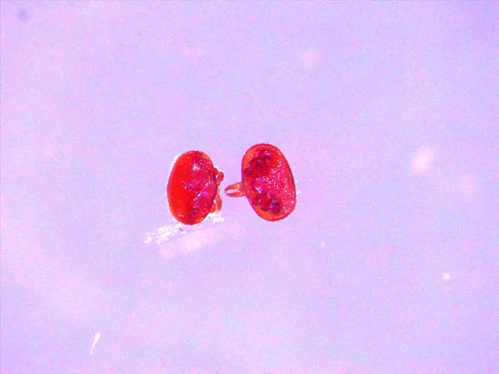 Varroa before metarhizium