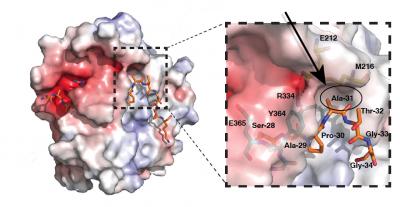 Scientists Discover How Gene Activity Can Be Inherited Across Cell Division