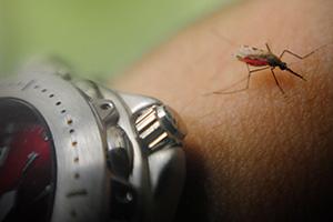 <i>Anopheles gambiae</i> <osquito