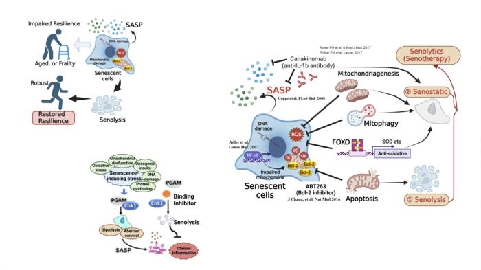 Deleting mice senescent cells to slow aging