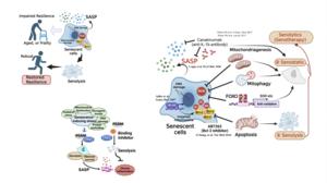 Deleting mice senescent cells to slow aging