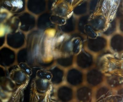 Dancing Bees