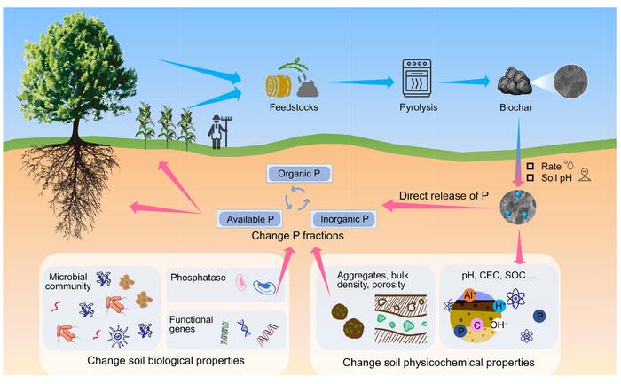 Biochar application to soils can regulate soil phosphorus availability: a review