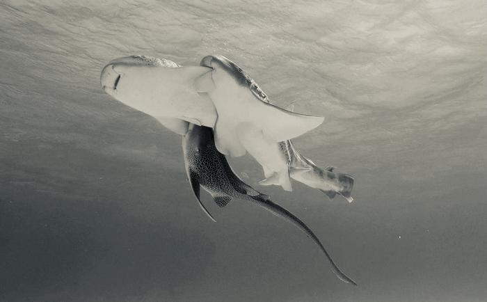 Three leopard sharks mating - near surface