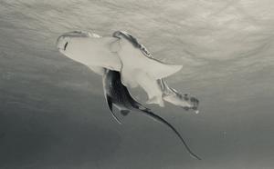 Three leopard sharks mating - near surface