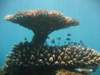 Table corals
