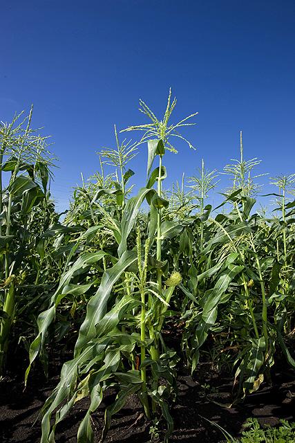 Corn