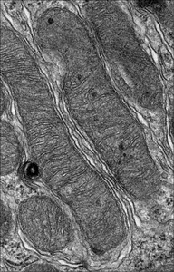 AKI drug rescue mitochondria