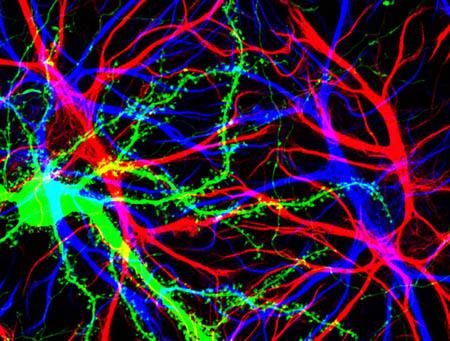Neurons