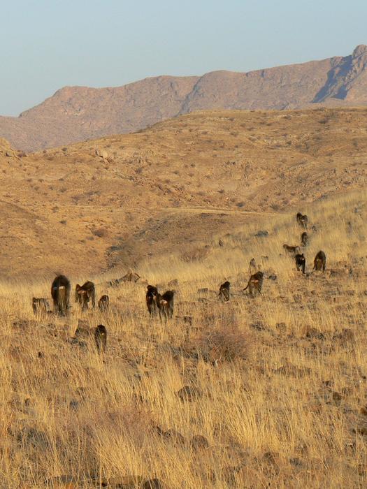 Baboons walking in line at the Tsaobis baboon project