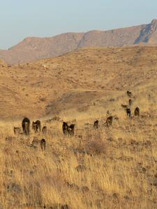 Baboons walking in line at the Tsaobis baboon project