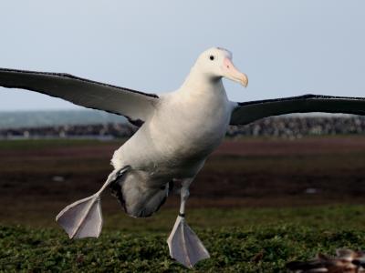 Faster Winds a Boon to Wandering Albatross (6 of 9)