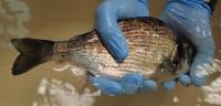 Marine Skin 2
