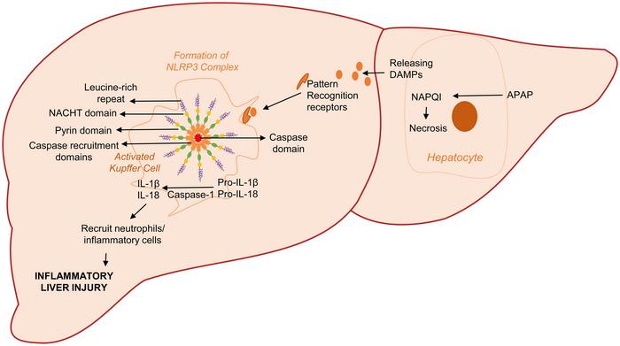 Inflammasome Activation as a Key Driver of Acetaminophen-induced Hepatotoxicity: Mechanisms and Emerging Therapeutics