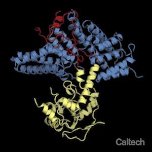 Structure of Ribosomal Protein and Its Chaperone