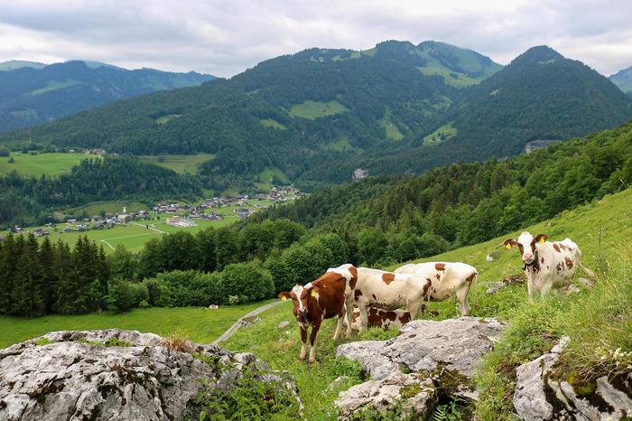 The Austrian hay milk farming system where cows graze on pastures.