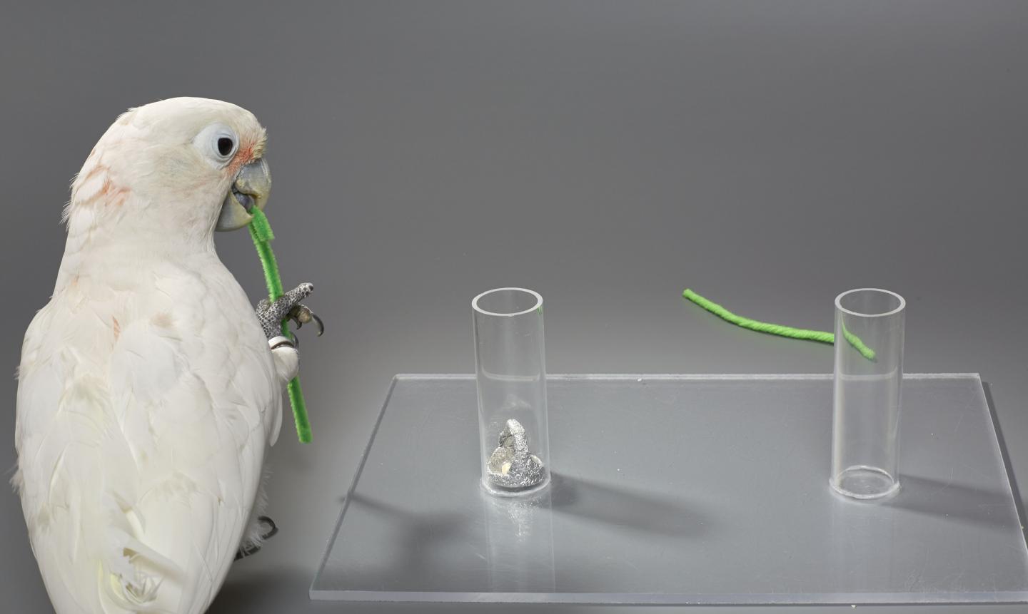 Cockatoo Bending a Hook