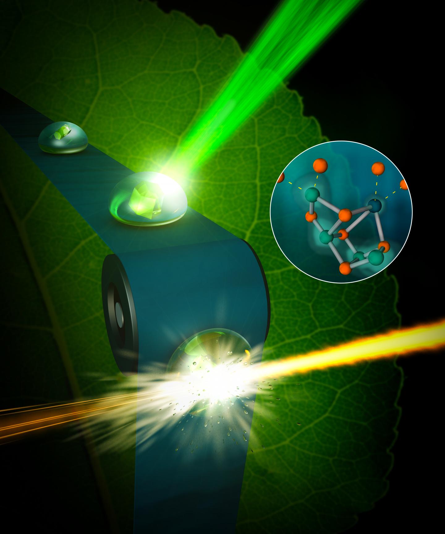 Photosynthesis II Graphic