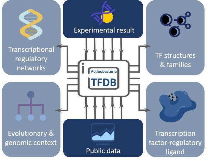 HOW THE Actinobacteria TFDB CONSTRUCTED.