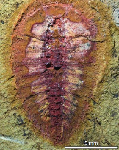 Cheloniellid Arthropod