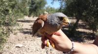 Lesser Kestrel