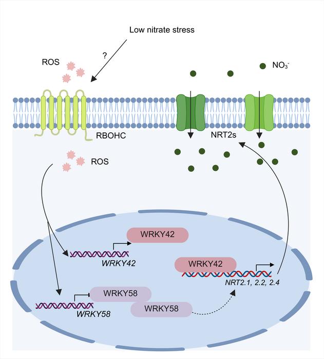 Model for ROS signaling in LN stress responses.