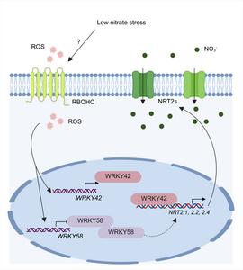 Model for ROS signaling in LN stress responses.