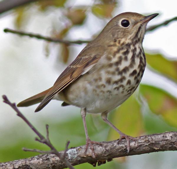 Research Finds Good News for Great Lakes Bird Populations
