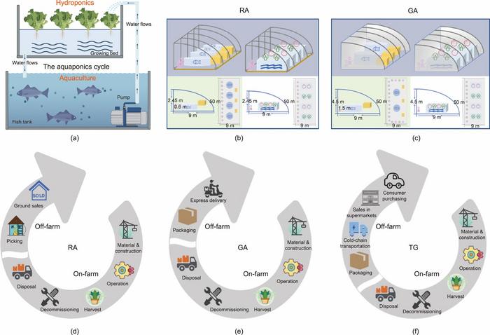 The symbiotic culture of fish and vegetables in the aquaponics system.