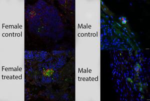 The immunofluorescent image shows human islet grafts that were pretreated with three small molecules (and controls for comparison) and transplanted into female or male mice.