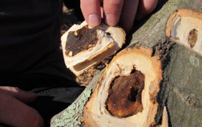 Photo of a Trunk Showing Interior Damage