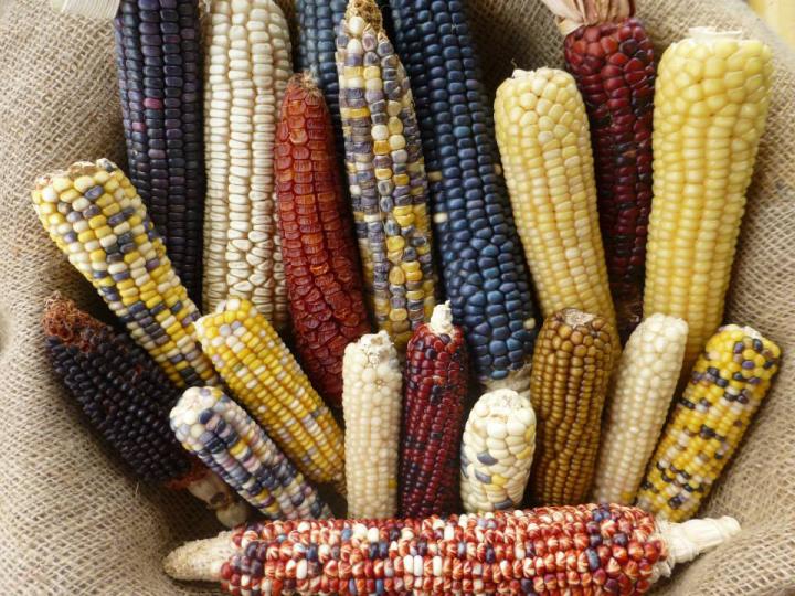Farmers Selected Maize for Agricultural Use at High Elevations (1 of 12)