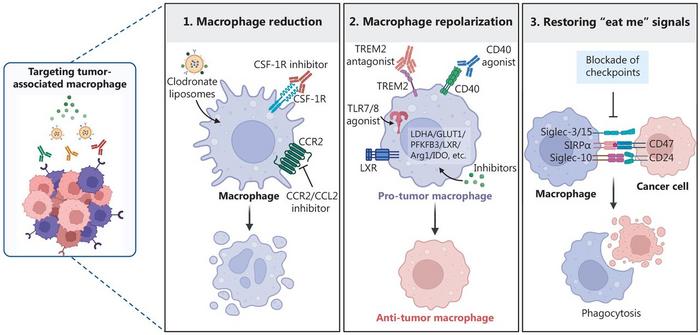 Therapeutic strategies targeting TAMs.