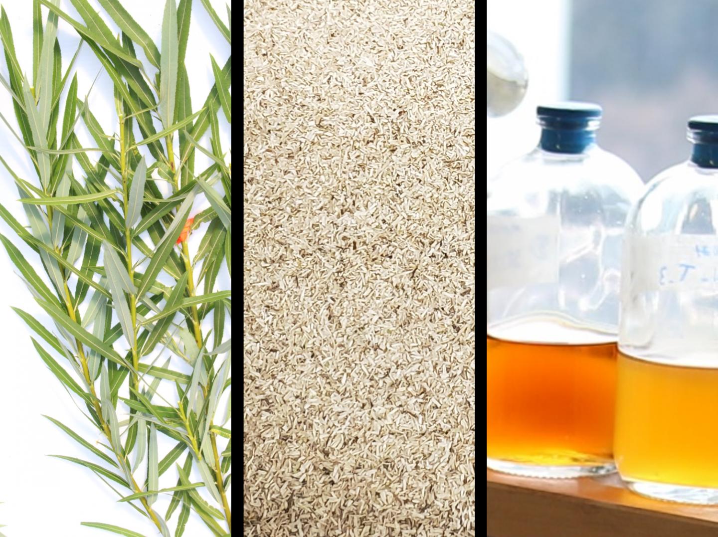 Renewable biofuels