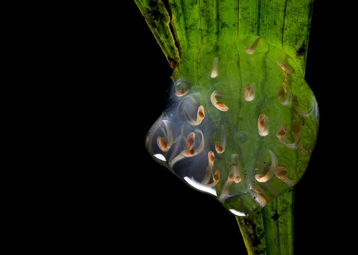 Egg mass