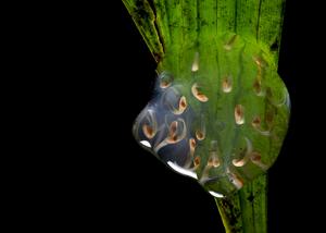 Egg mass
