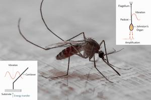 Inner workings of a mosquito’s antennae and the device inspired by it