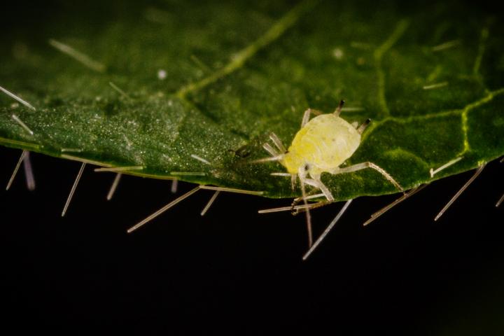 <i>Aphis glycines</i>