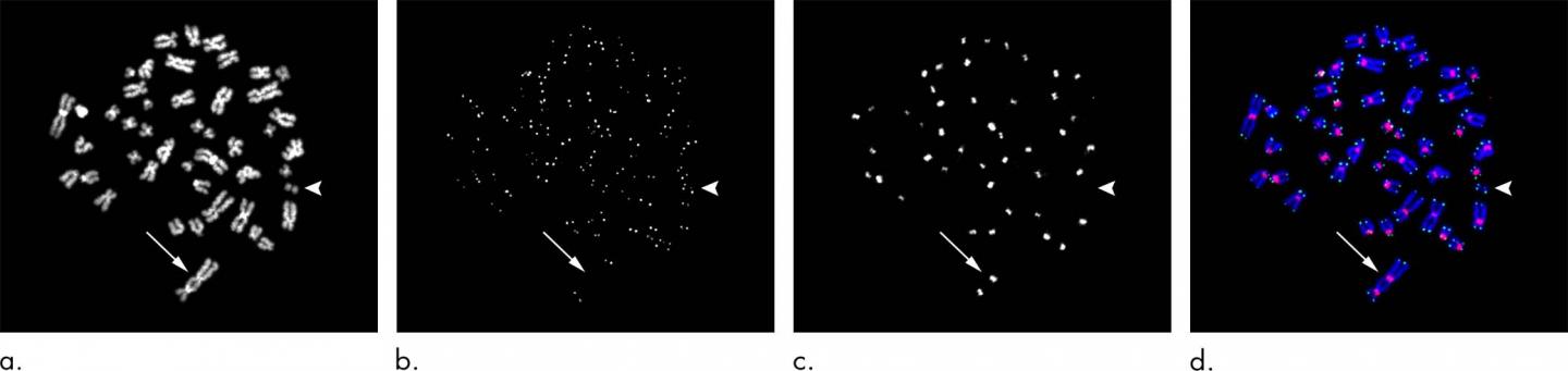 Low-dose Chest CT Leaves DNA Intact