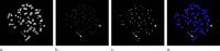 Low-dose Chest CT Leaves DNA Intact