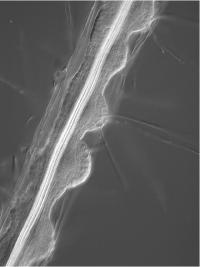 Root Branching