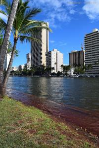 High tide at Ala Wai